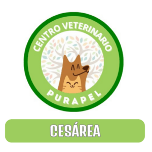 CESÁREA DE 41 A 50 KILOS